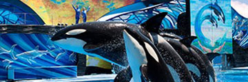 Sea World Tickets